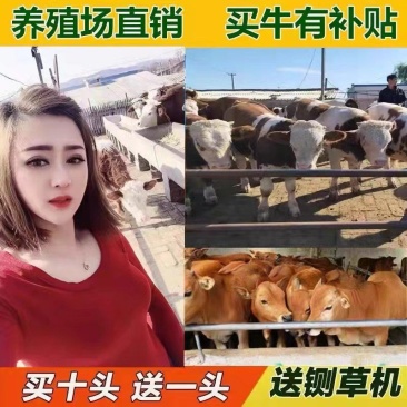 西门塔尔牛犊买十送二货到付款价格便宜全国包运包成活率