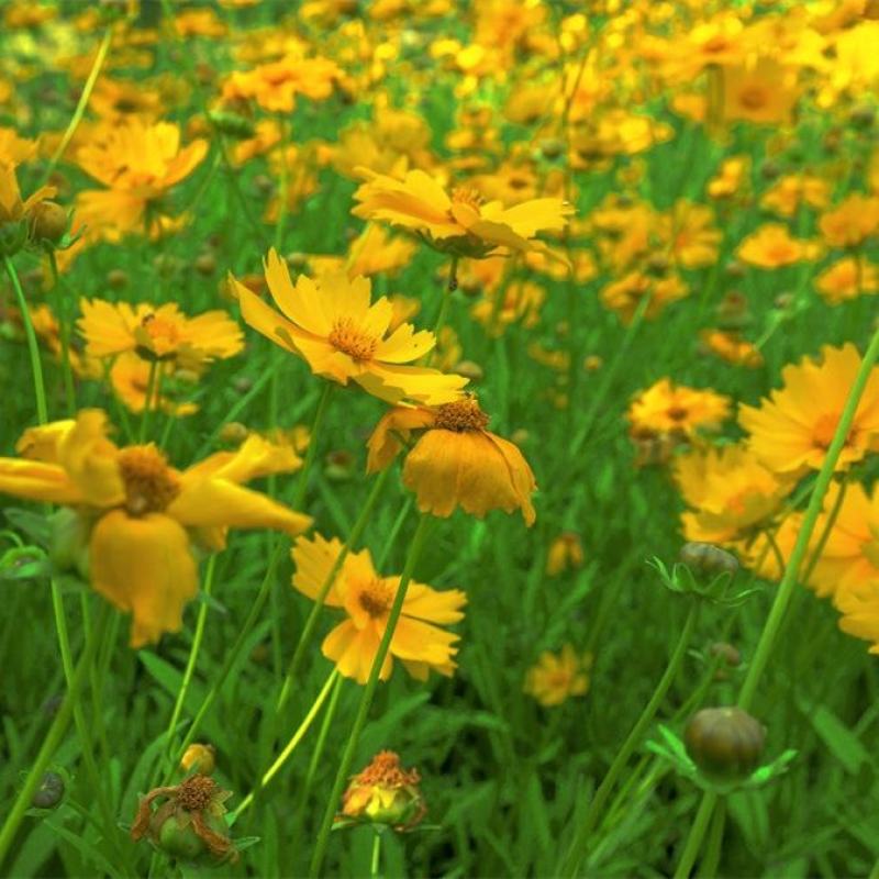 金鸡菊多年生草花,花期早，可成片建植花海,有种子供应