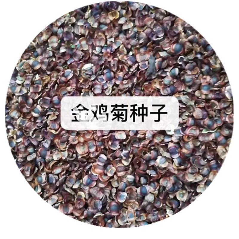 金鸡菊多年生草花,花期早，可成片建植花海,有种子供应