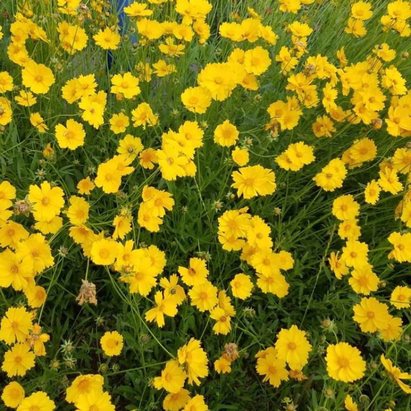 金鸡菊多年生草花,花期早，可成片建植花海,有种子供应