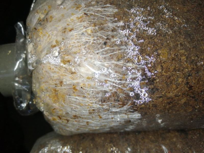 大球盖菇菌种，大盖菇红酒菇菌种食用菌菌种赤松茸菌种松茸