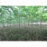 栾树苗栾树苗小苗黄山栾北京栾园林工程绿化苗木行道树庭院风
