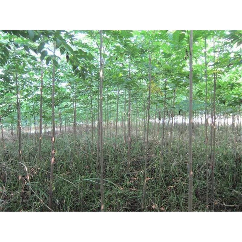 栾树苗栾树苗小苗黄山栾北京栾园林工程绿化苗木行道树庭院风