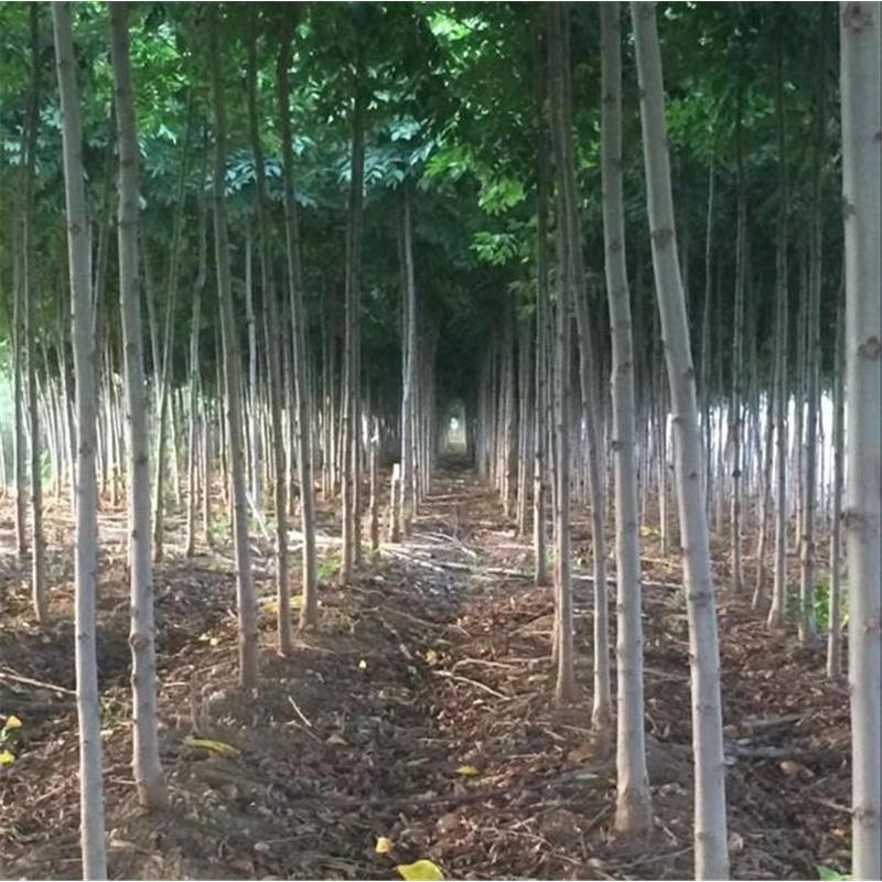 栾树苗栾树苗小苗黄山栾北京栾园林工程绿化苗木行道树庭院风