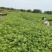 精品艾苗千亩艾草基地货源充足颗颗好苗各位老板提前预定