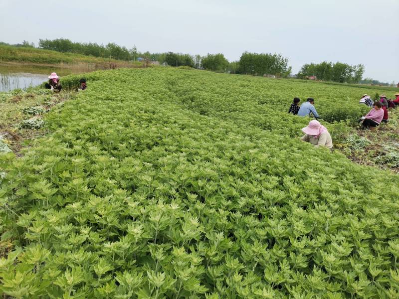 精品艾苗千亩艾草基地货源充足颗颗好苗各位老板提前预定