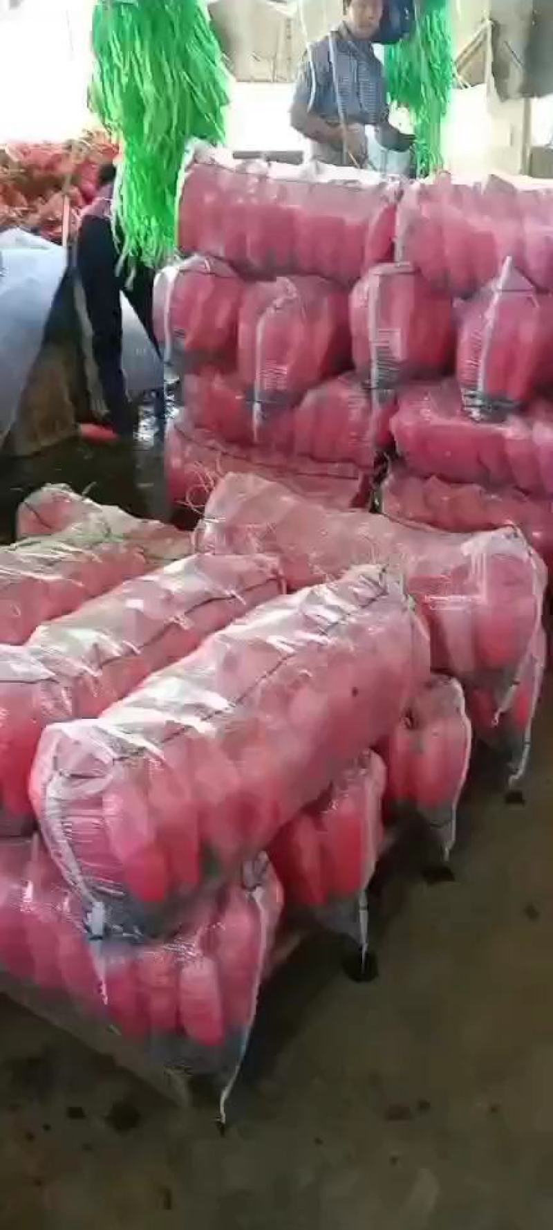 水果箩卜产地直销看货采摘保质保量欢迎订购