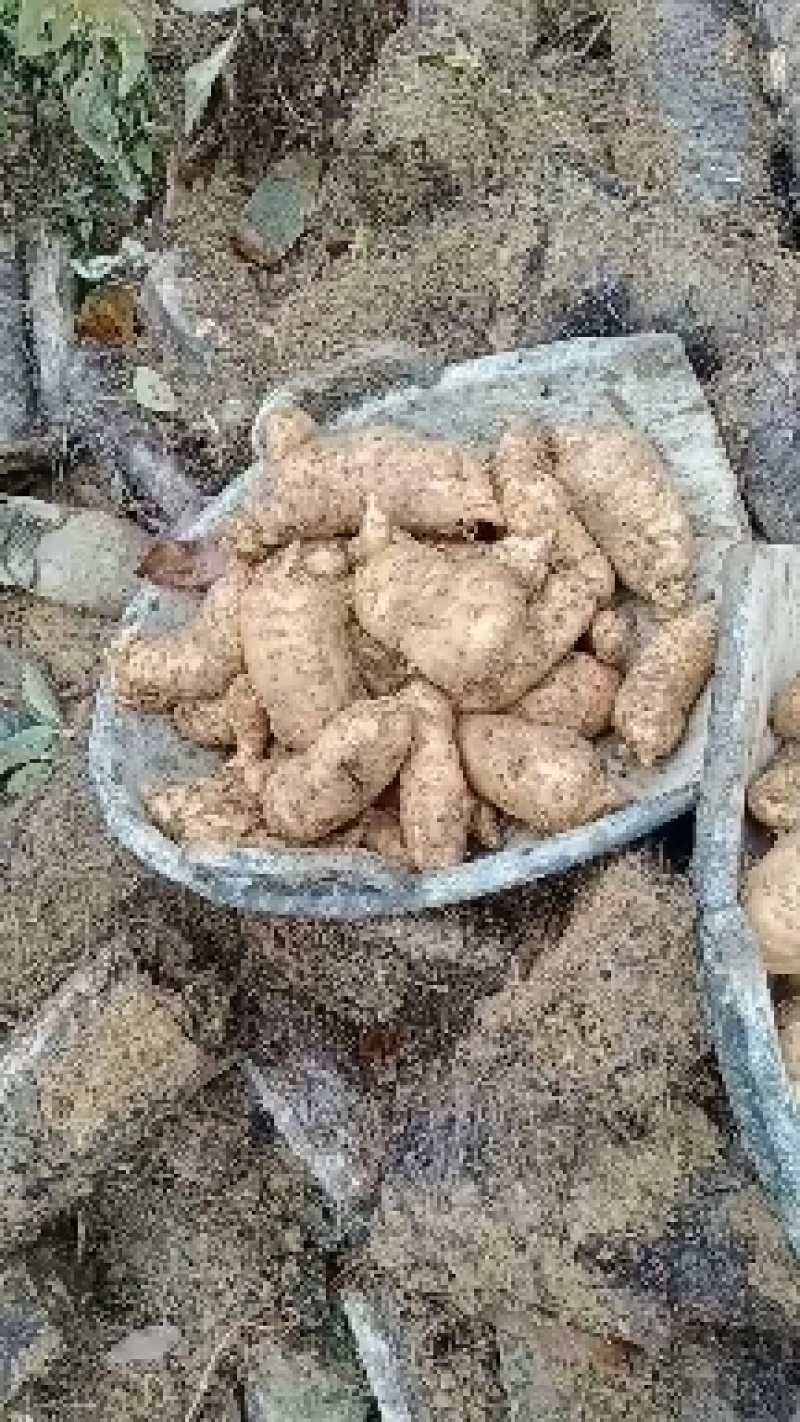 天麻产地直发看货论价，保质保量，欢迎订购