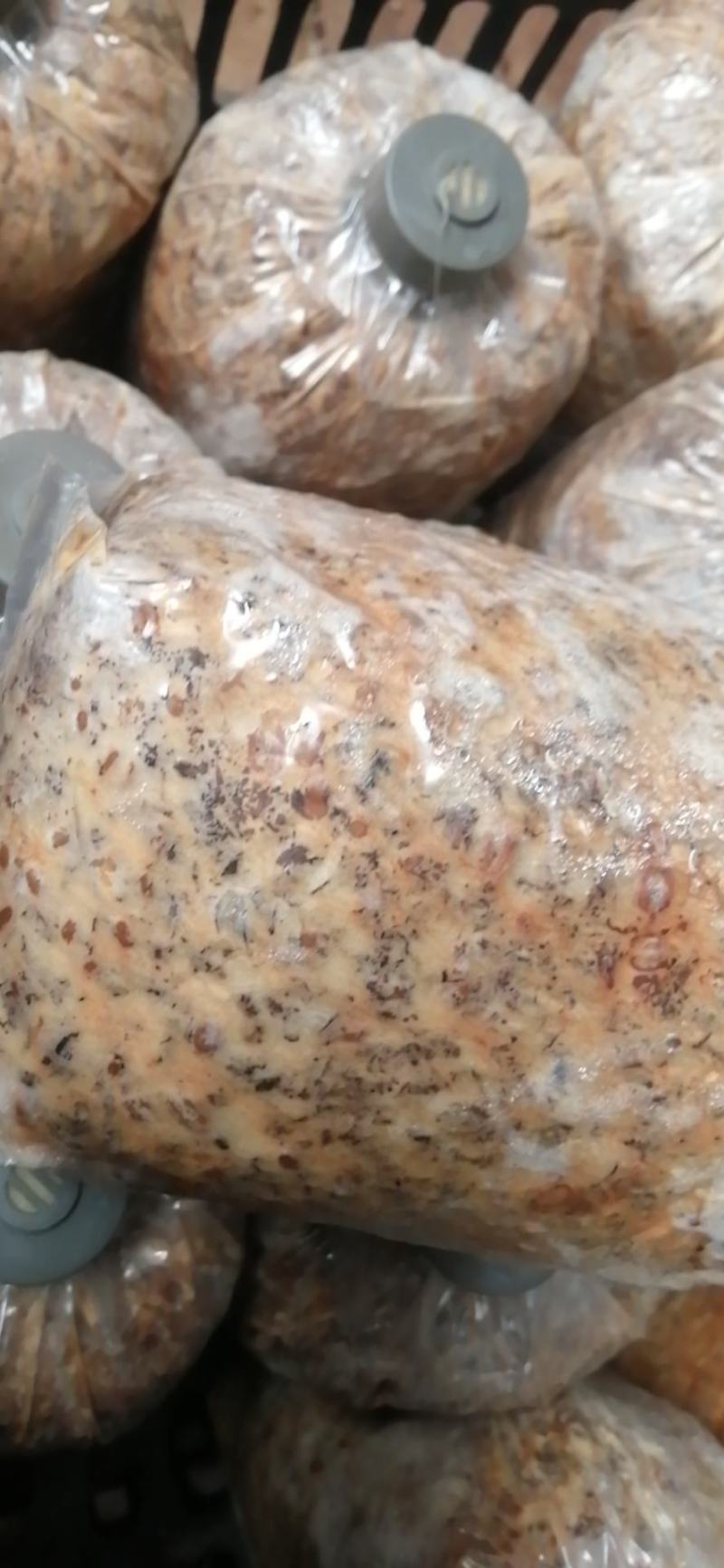 羊肚菌菌种菌苗羊肚菌种子，六妹羊肚菌菌种，梯棱羊肚菌菌种
