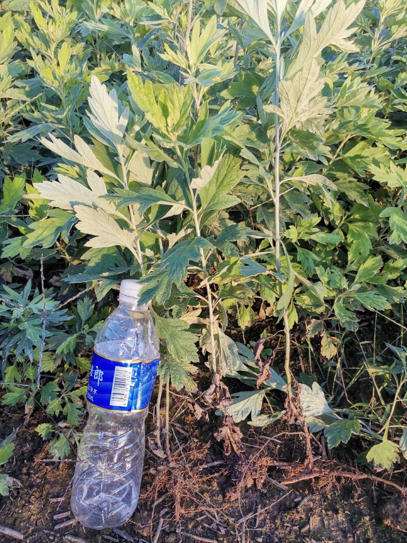 精品艾苗千亩艾草基地货源充足颗颗好苗各位老板提前预定