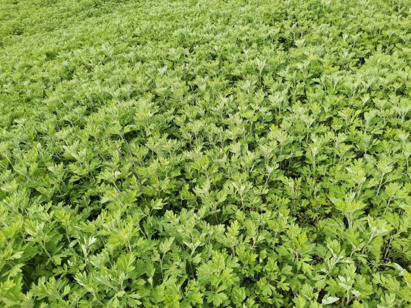 精品艾苗千亩艾草基地货源充足颗颗好苗各位老板提前预定