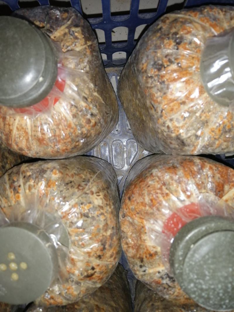 羊肚菌菌种菌苗羊肚菌种子，六妹羊肚菌菌种，梯棱羊肚菌菌种