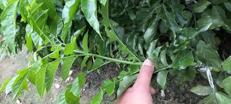 黑黄皮亦名黑金刚，嫁接口25公分起叶色清秀，打庄苗