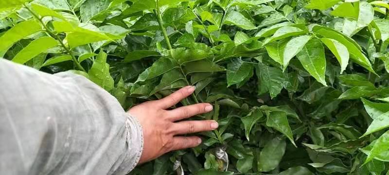 黑黄皮亦名黑金刚，嫁接口25公分起叶色清秀，打庄苗