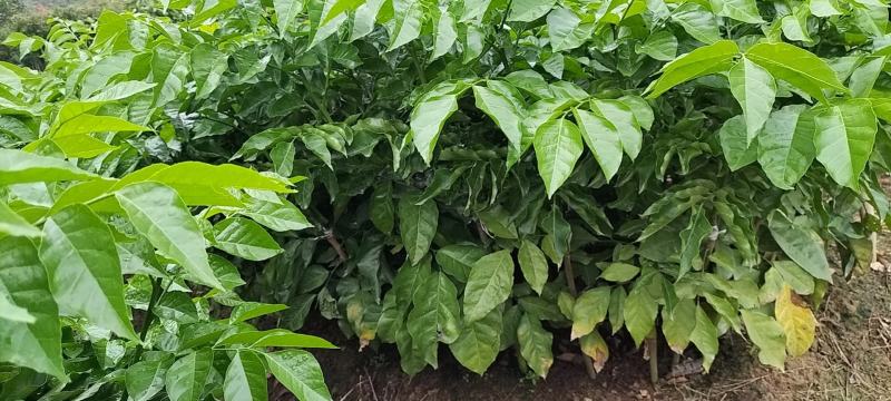 黑黄皮亦名黑金刚，嫁接口25公分起叶色清秀，打庄苗