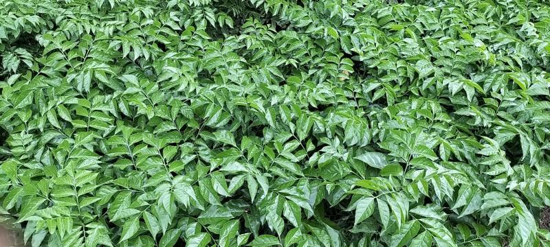 黑黄皮亦名黑金刚，嫁接口25公分起叶色清秀，打庄苗