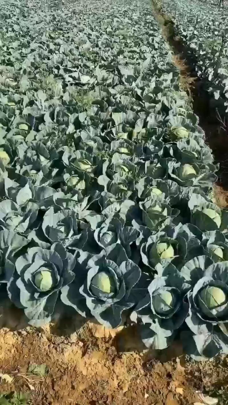 圆包菜产地直销看货论价，保质保量，欢迎订购