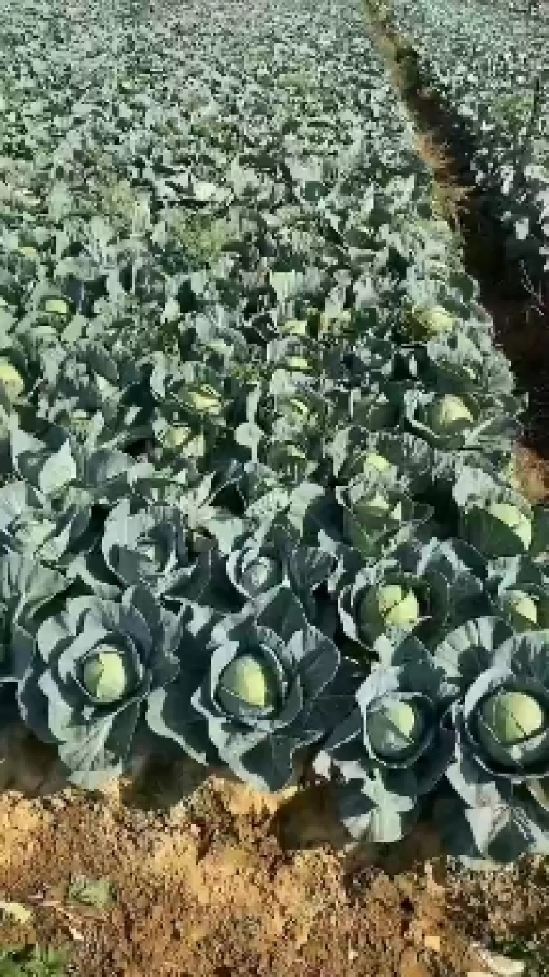 圆包菜产地直销看货论价，保质保量，欢迎订购