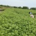 精品艾苗千亩艾草基地货源充足颗颗好苗各位老板提前预定