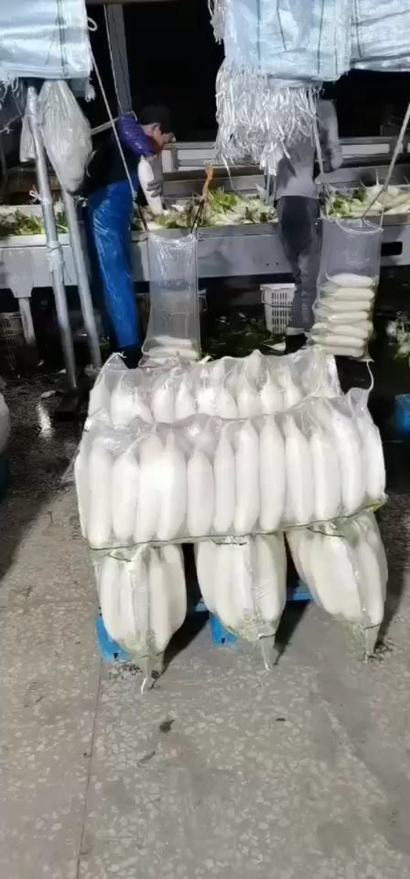 白萝卜产地直销，看货论价，保质保量，欢迎订购