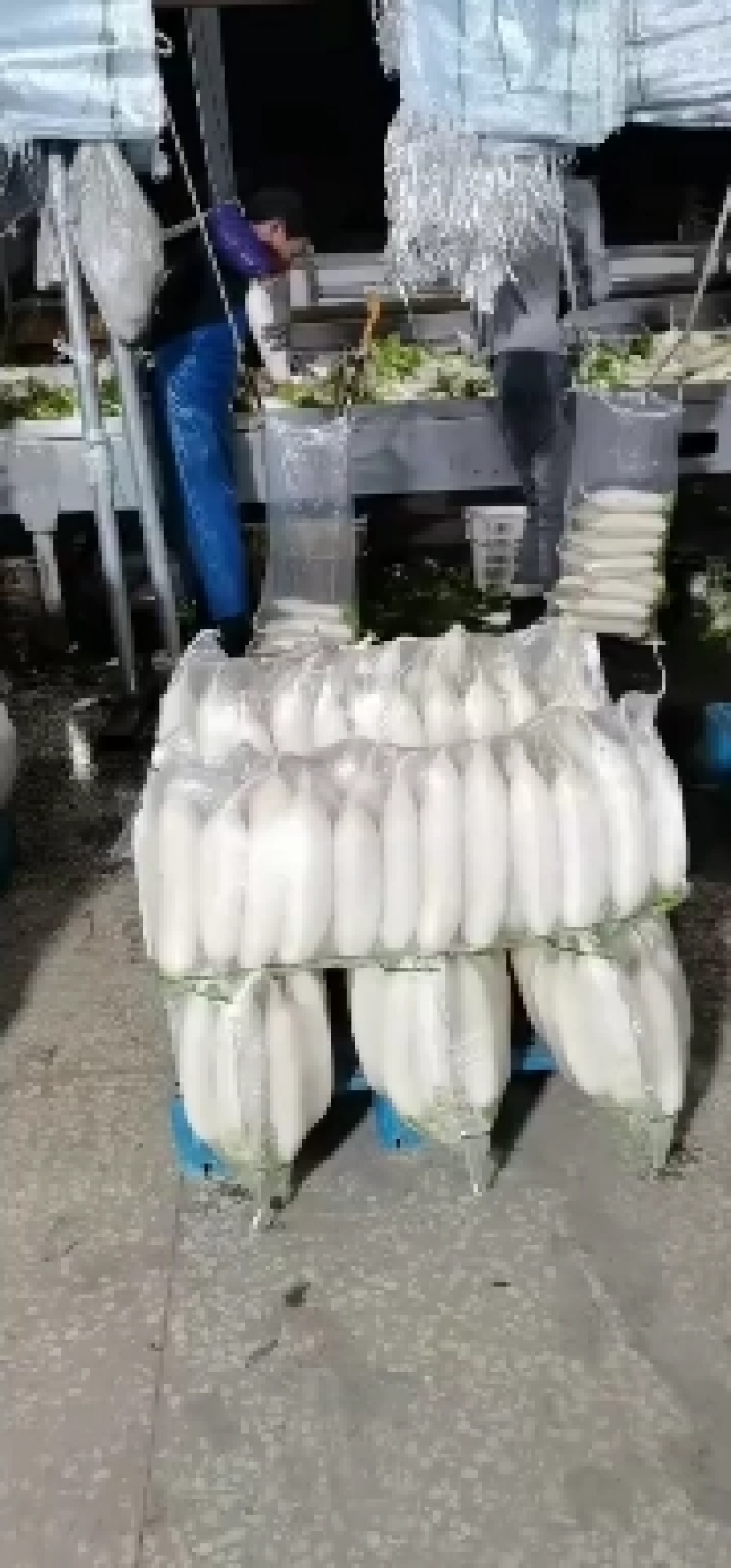 白萝卜产地直销，看货论价，保质保量，欢迎订购