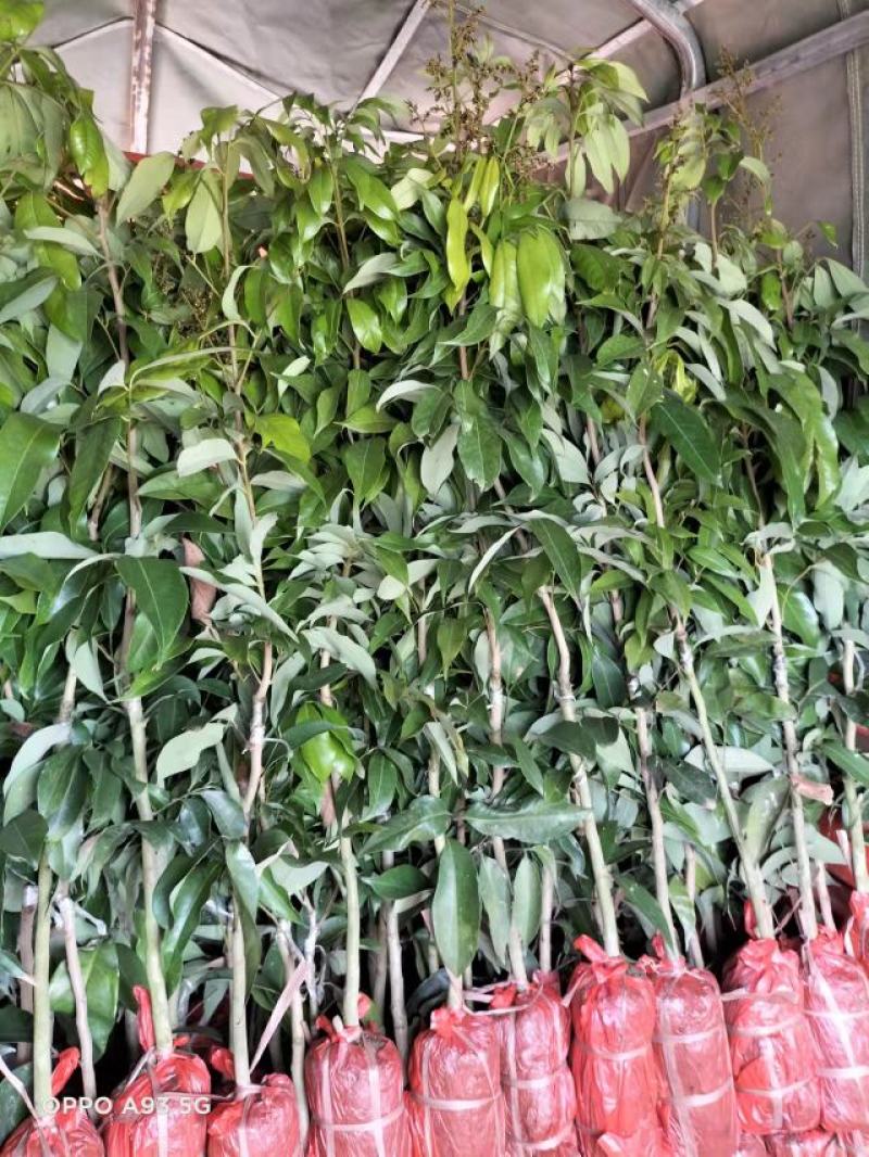 妃子笑荔枝苗，三月红，叶色清秀，各种嫁接苗，打庄苗