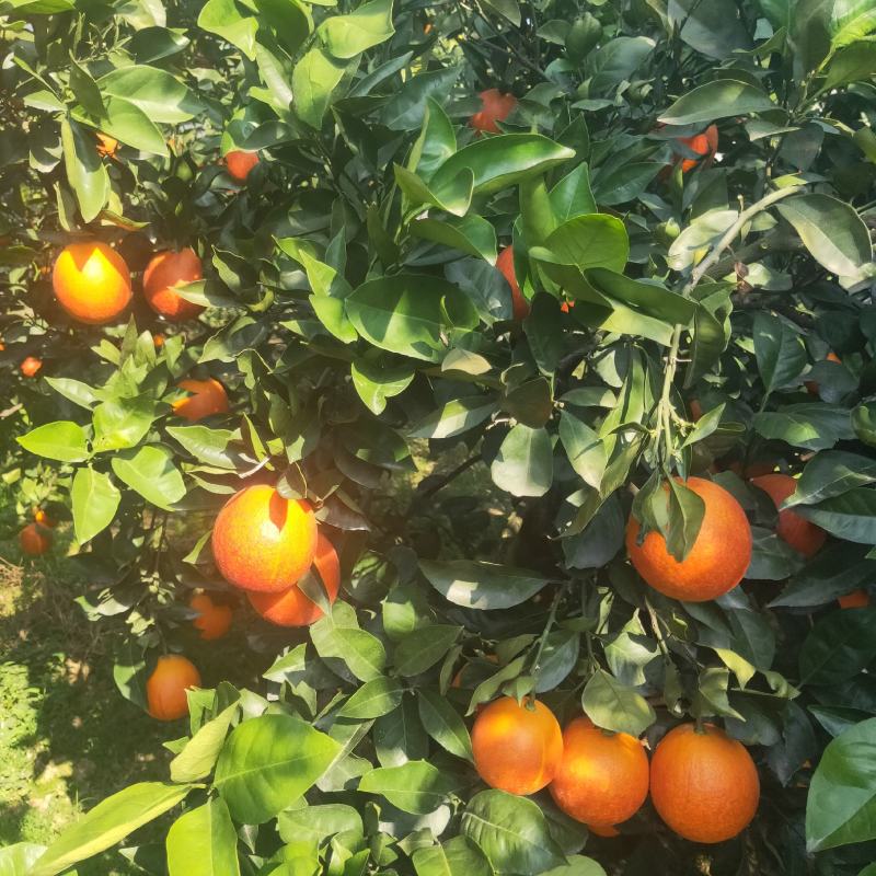 湖北秭归橙子伦晚脐橙果大皮光滑肉嫩脆甜产地直供