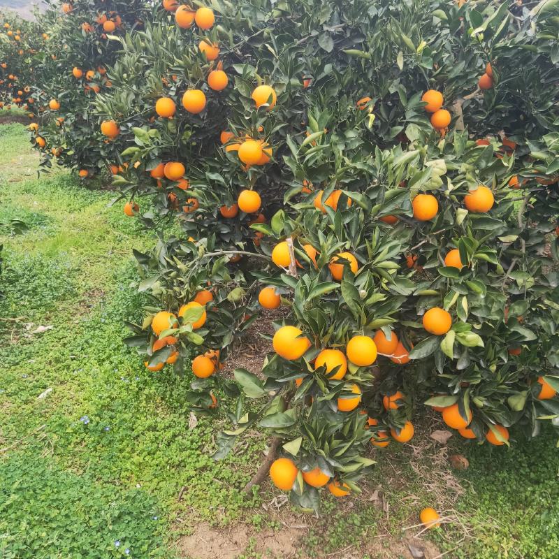 湖北秭归橙子伦晚脐橙果大皮光滑肉嫩脆甜产地直供