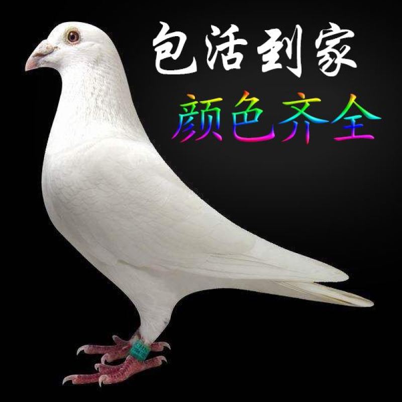 信鸽，观赏鸽，元宝鸽