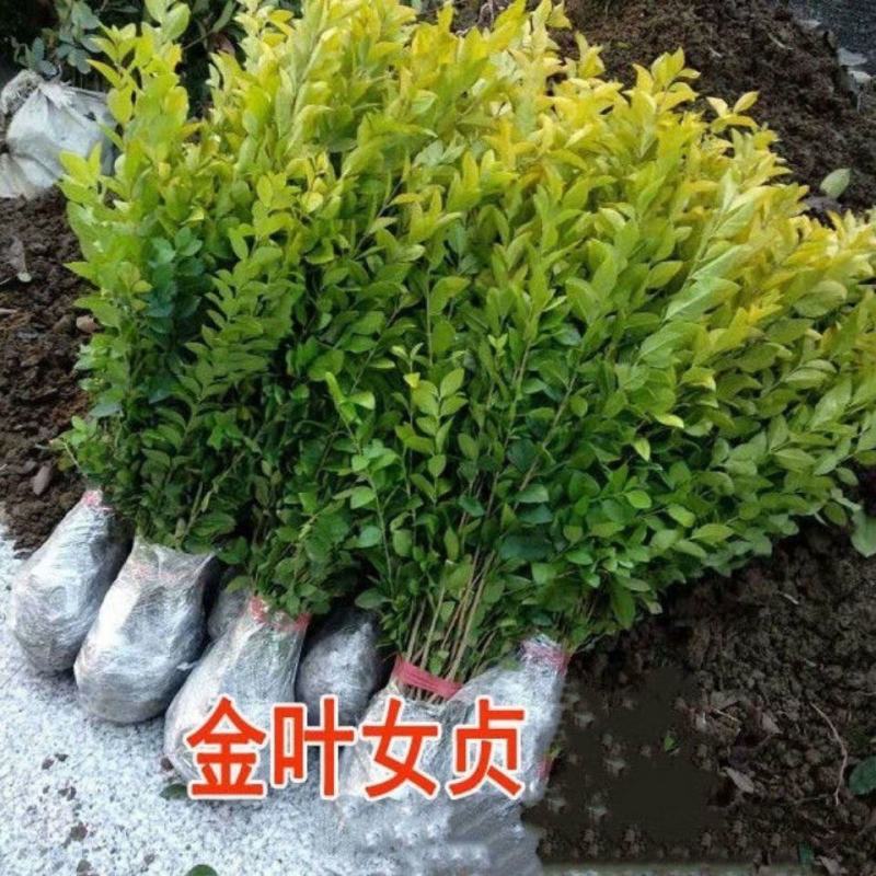 金叶女贞苗，金叶女贞床苗，绿化工程苗，园林绿化苗诚信经营