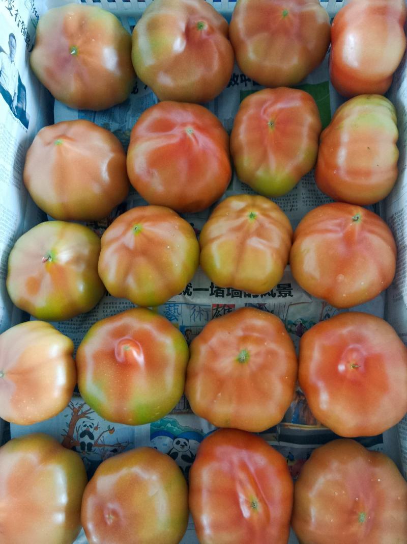 菜果西红柿大红番茄，土番茄，甜沙味，预计出货300万斤