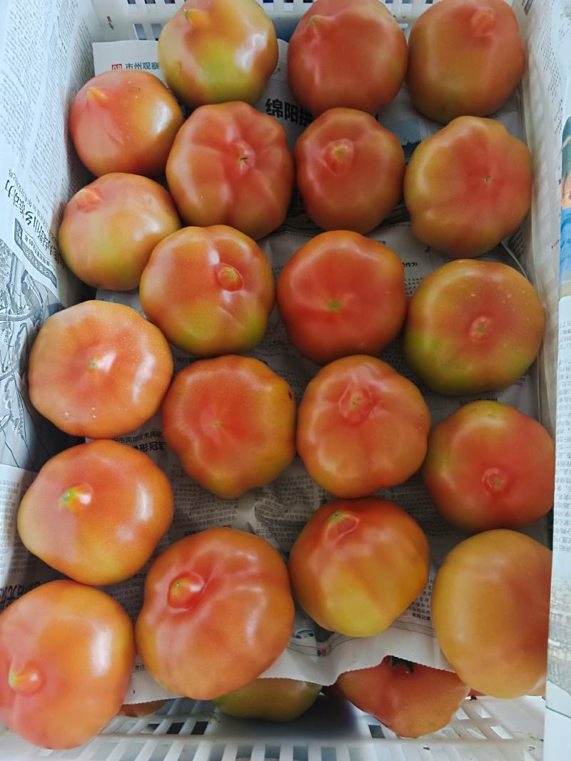 菜果西红柿大红番茄，土番茄，甜沙味，预计出货300万斤