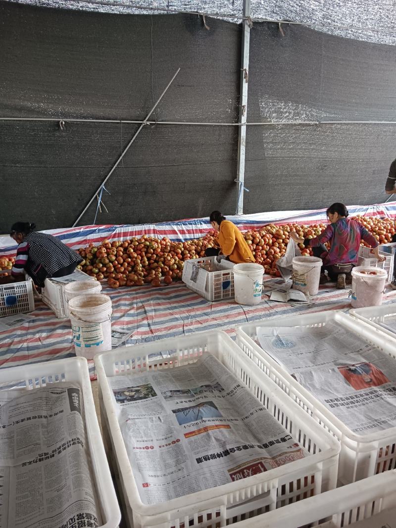 菜果西红柿大红番茄，土番茄，甜沙味，预计出货300万斤