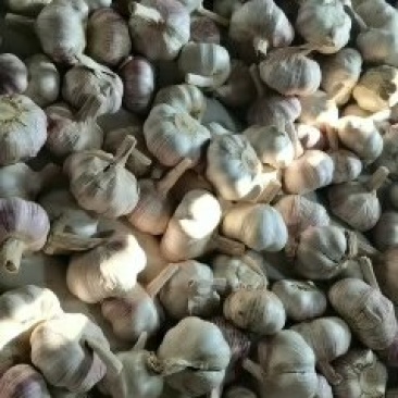 中国优质大蒜之乡邳州，，产地100万亩的大蒜种植