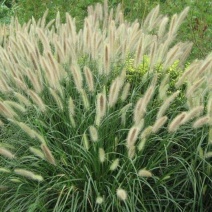 狼尾草水生植物