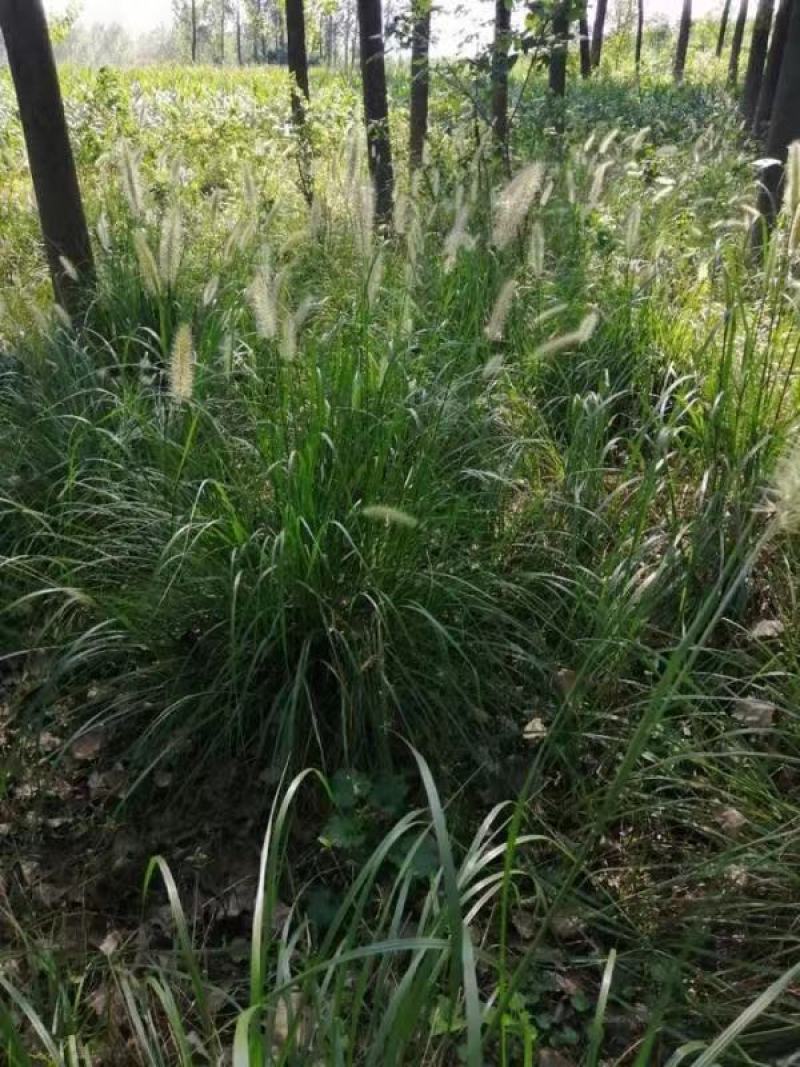 狼尾草水生植物