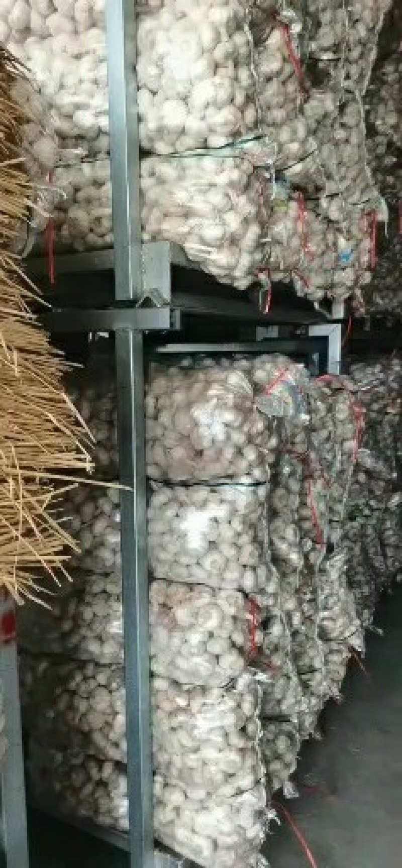 中国优质大蒜之乡邳州，，产地100万亩的大蒜种植