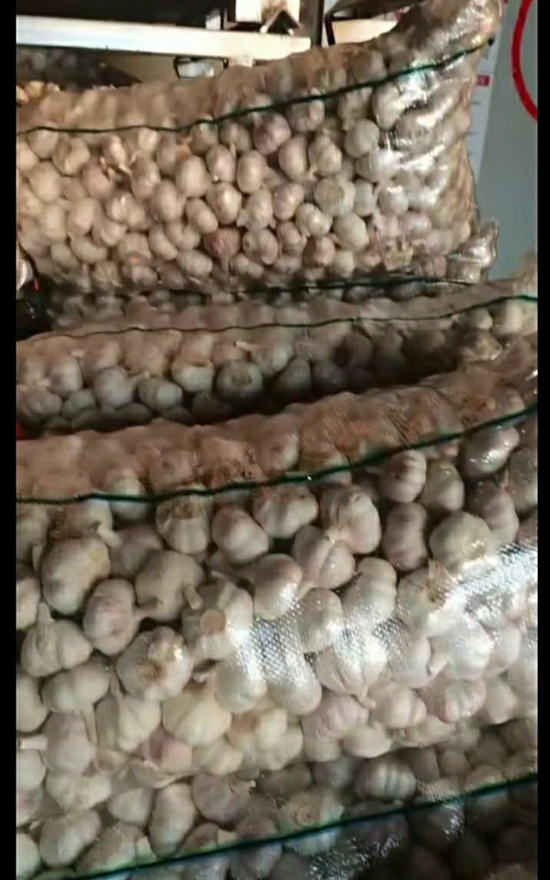 中国优质大蒜之乡邳州，，产地100万亩的大蒜种植