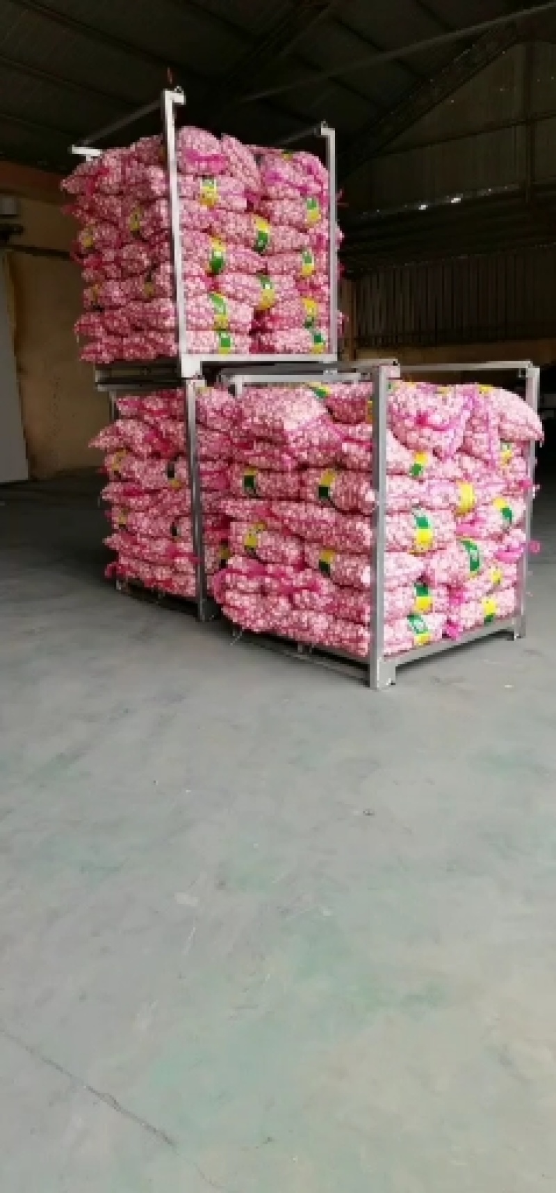 中国优质大蒜之乡邳州，，产地100万亩的大蒜种植