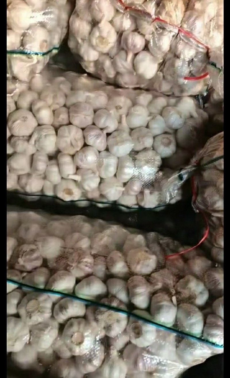 中国优质大蒜之乡邳州，，产地100万亩的大蒜种植