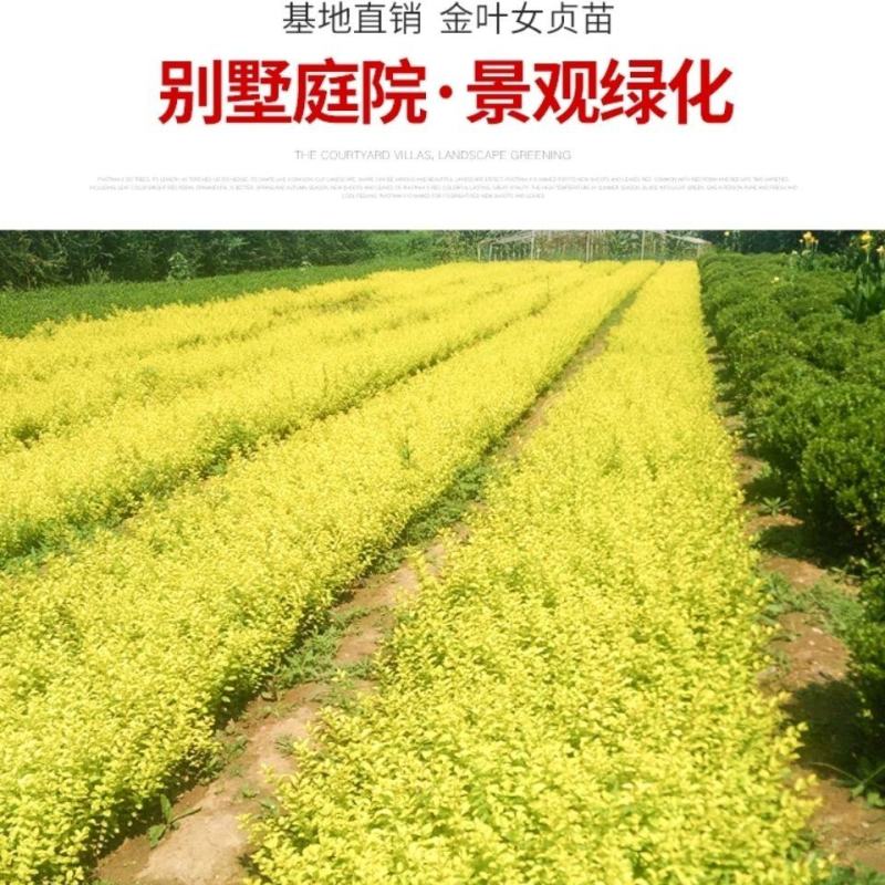 金叶女贞苗，金叶女贞床苗，绿化工程苗，园林绿化苗诚信经营
