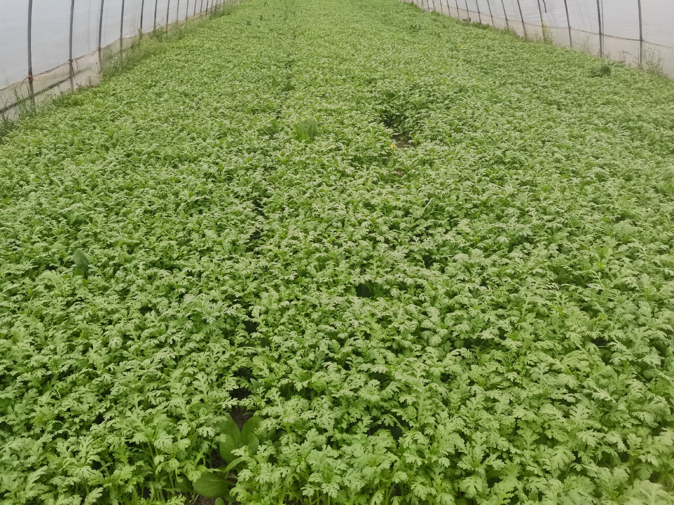 阳台上种植的大叶香菜盆栽,生机勃勃,适合家庭自种自食 家庭阳台种植的大叶香菜盆栽