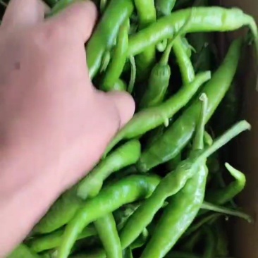 杭椒