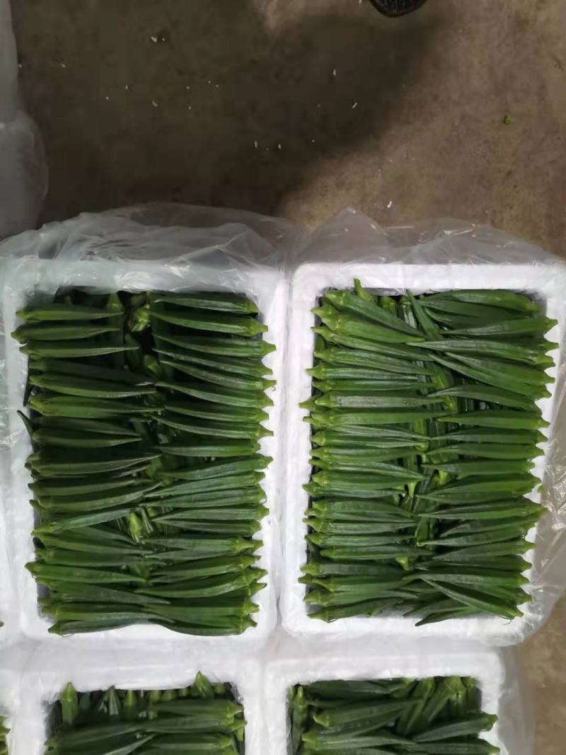 【10年团队】黄秋葵，水果秋葵，有量，有质量，视频看货