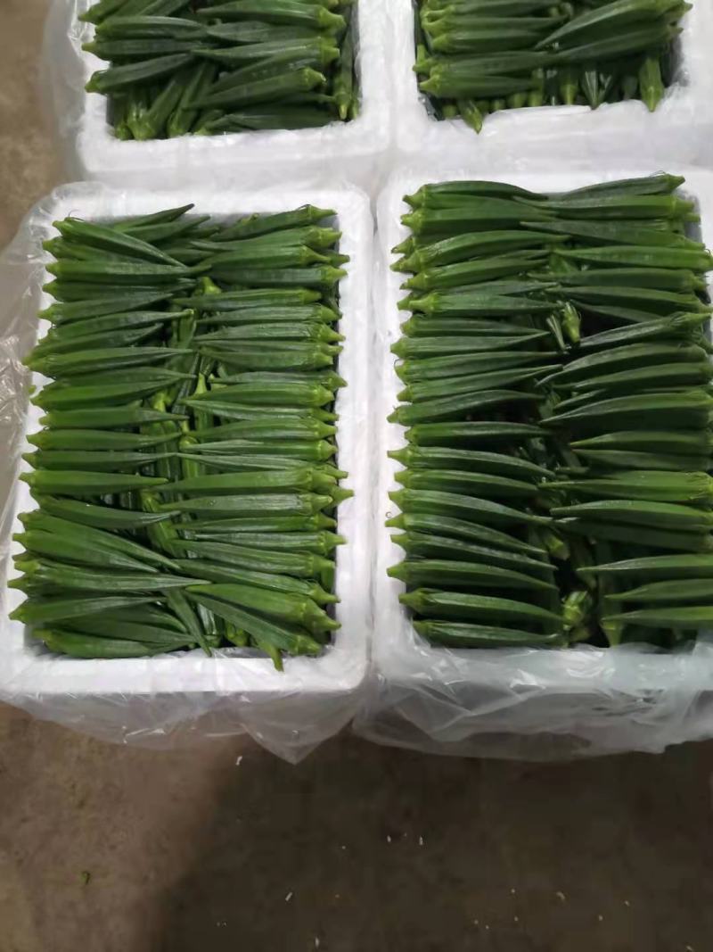 【10年团队】黄秋葵，水果秋葵，有量，有质量，视频看货