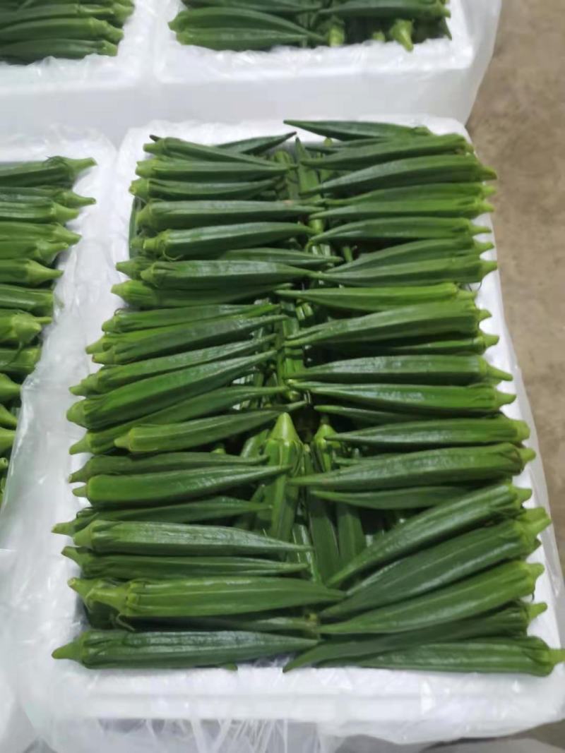 【10年团队】黄秋葵，水果秋葵，有量，有质量，视频看货