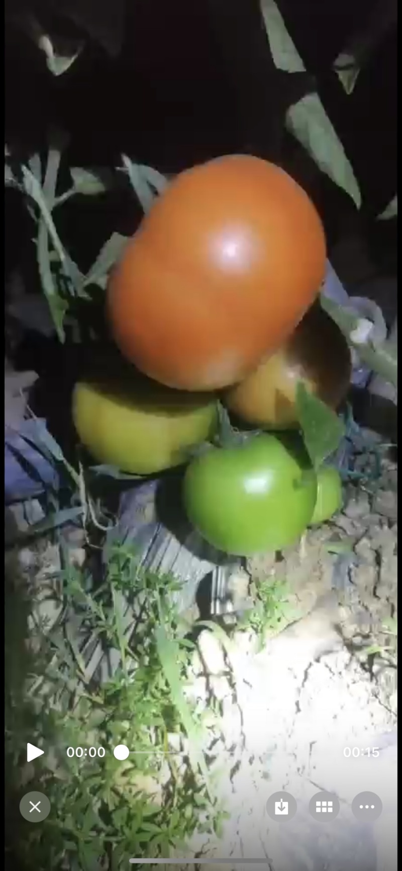 红河大棚精品番茄种植基地