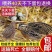 鹌鹑活鸟产蛋鹌鹑苗活体天天下蛋繁殖宠物芦丁鸡活体白羽鹌鹑