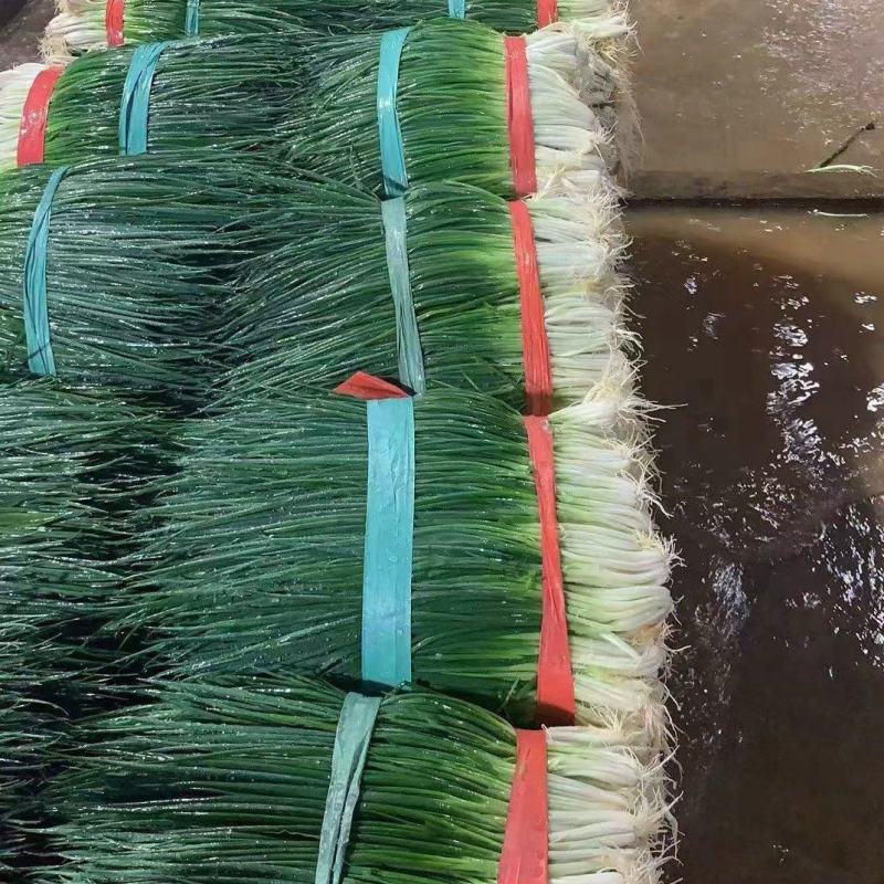 小葱产地直供货源充足实力代办期待长期合作共赢