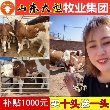 黄牛西门塔尔肉牛犊厂家直销价格便宜买牛有补贴